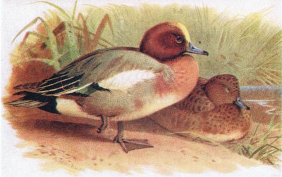Pfeifente von Archibald Thorburn